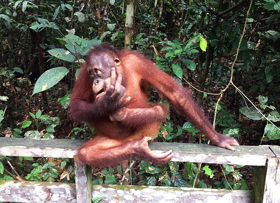 orangutanes-sepilok